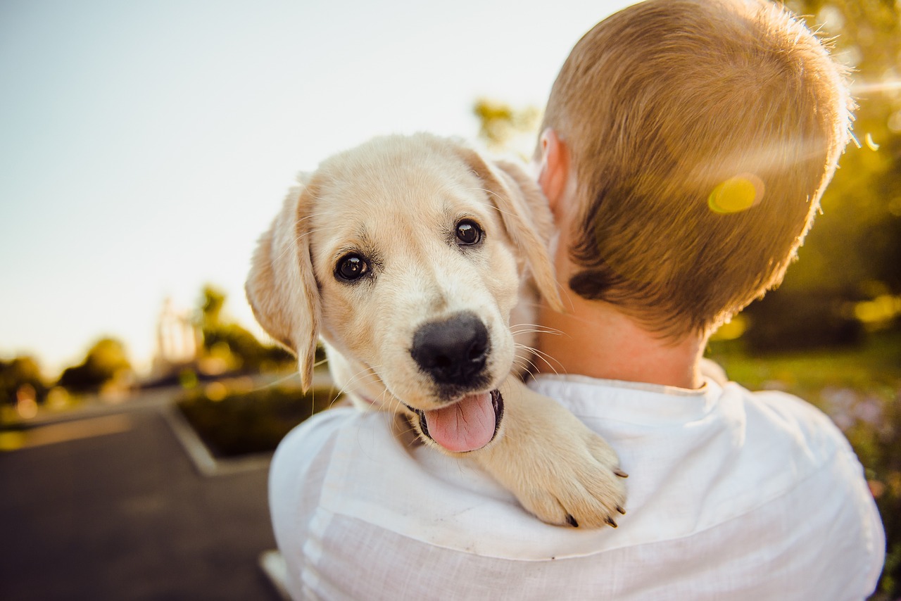 Dog Tax